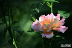 高杆月季次第开 姹紫嫣红入画来